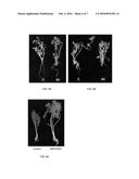 NOVEL GENE IbENOD93 AND TRANSGENIC PLANTS USING THE SAME diagram and image