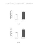 NOVEL GENE IbENOD93 AND TRANSGENIC PLANTS USING THE SAME diagram and image