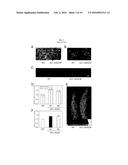 METHOD OF INCREASING PHOTOSYNTHESIS AND YIELD OF PLANTS diagram and image