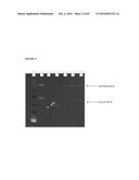 RECOMBINANT MICROORGANISMS FOR ENHANCED PRODUCTION OF MEVALONATE,     ISOPRENE, AND ISOPRENOIDS diagram and image