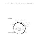 RECOMBINANT MICROORGANISMS FOR ENHANCED PRODUCTION OF MEVALONATE,     ISOPRENE, AND ISOPRENOIDS diagram and image