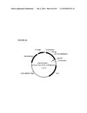 RECOMBINANT MICROORGANISMS FOR ENHANCED PRODUCTION OF MEVALONATE,     ISOPRENE, AND ISOPRENOIDS diagram and image