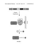Sortase-mediated protein purification and ligation diagram and image