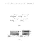 COMPOSITIONS AND METHODS FOR MODULATING IMMUNITY IN PLANTS diagram and image