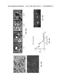 COMPOSITION AND METHODS FOR THE TREATMENT OF PERIPHERAL NERVE INJURY diagram and image