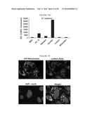 COMPOSITIONS AND METHODS FOR DRUG-SENSITIZATION OR INHIBITION OF A CANCER     CELL diagram and image