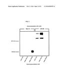 FULLY HUMAN ANTIBODIES TO HIGH MOLECULAR WEIGHT-MELANOMA ASSOCIATED     ANTIGEN AND USES THEREOF diagram and image