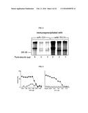 FULLY HUMAN ANTIBODIES TO HIGH MOLECULAR WEIGHT-MELANOMA ASSOCIATED     ANTIGEN AND USES THEREOF diagram and image