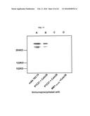 FULLY HUMAN ANTIBODIES TO HIGH MOLECULAR WEIGHT-MELANOMA ASSOCIATED     ANTIGEN AND USES THEREOF diagram and image