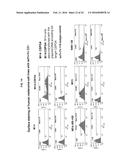 FULLY HUMAN ANTIBODIES TO HIGH MOLECULAR WEIGHT-MELANOMA ASSOCIATED     ANTIGEN AND USES THEREOF diagram and image