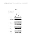 FULLY HUMAN ANTIBODIES TO HIGH MOLECULAR WEIGHT-MELANOMA ASSOCIATED     ANTIGEN AND USES THEREOF diagram and image