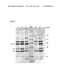 INFLUENZA HEMAGGLUTININ VARIANTS AND USES THEREFOR diagram and image