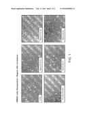 COMPOSITIONS AND METHODS FOR DELIVERING THERAPEUTIC AND IMAGING AGENTS TO     THE SINUSES AND MIDDLE EAR diagram and image