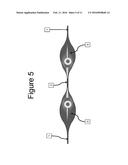 ENCAPSULATION OF PANCREATIC CELLS DERIVED FROM HUMAN PLURIPOTENT STEM     CELLS diagram and image