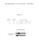 Novel Polypeptides That Bound to IL-23 Receptor and Inhibit Binding of     IL-23 and Cell Signaling Thereof diagram and image