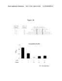 Novel Polypeptides That Bound to IL-23 Receptor and Inhibit Binding of     IL-23 and Cell Signaling Thereof diagram and image