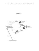 Novel Polypeptides That Bound to IL-23 Receptor and Inhibit Binding of     IL-23 and Cell Signaling Thereof diagram and image