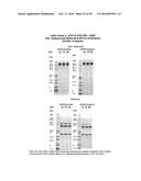 TEMPERATURE SHIFT FOR HIGH YIELD EXPRESSION OF POLYPEPTIDES IN YEAST AND     OTHER TRANSFORMED CELLS diagram and image