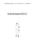 TEMPERATURE SHIFT FOR HIGH YIELD EXPRESSION OF POLYPEPTIDES IN YEAST AND     OTHER TRANSFORMED CELLS diagram and image