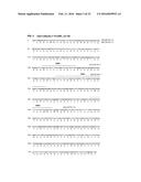 ANTIBODIES SPECIFIC TO CADHERIN-17 diagram and image