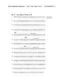 ANTIBODIES SPECIFIC TO CADHERIN-17 diagram and image