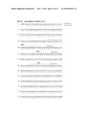 ANTIBODIES SPECIFIC TO CADHERIN-17 diagram and image