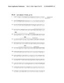 ANTIBODIES SPECIFIC TO CADHERIN-17 diagram and image