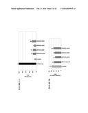 NOVEL ANTI-cMET ANTIBODY diagram and image