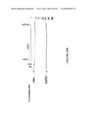 NOVEL ANTI-cMET ANTIBODY diagram and image