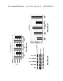 NOVEL ANTI-cMET ANTIBODY diagram and image