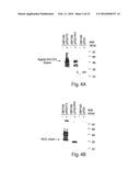 MULTI-CHAIN EUKARYOTIC DISPLAY VECTORS AND USES THEREOF diagram and image