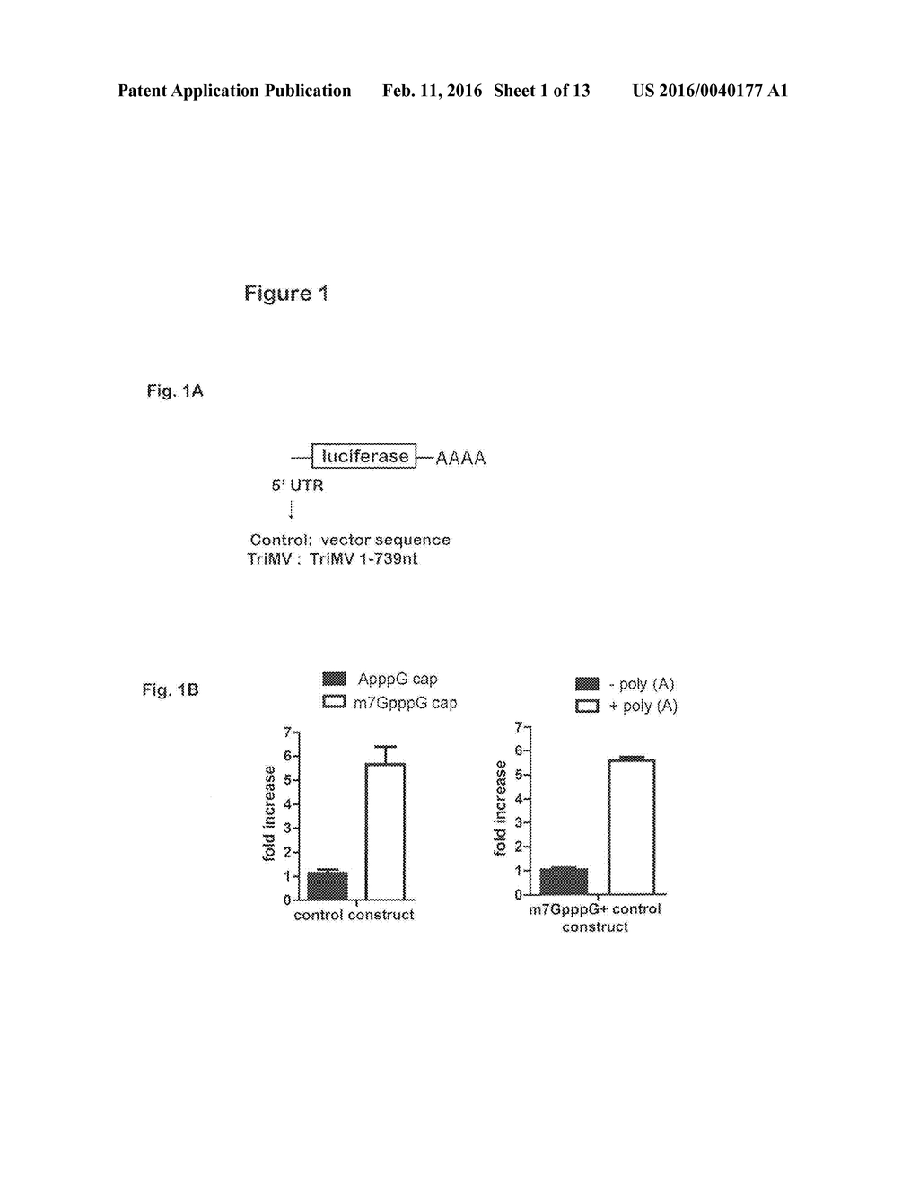 IRES Elements for Expression of Polypeptides and Methods of Using the Same - diagram, schematic, and image 02