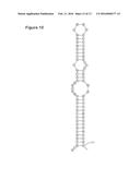 IRES Elements for Expression of Polypeptides and Methods of Using the Same diagram and image