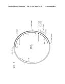 Intergenic Sites Between Conserved Genes in the Genome of Modified     Vaccinia Ankara (MVA) Vaccinia Virus diagram and image