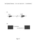 Intergenic Sites Between Conserved Genes in the Genome of Modified     Vaccinia Ankara (MVA) Vaccinia Virus diagram and image