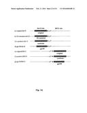 Intergenic Sites Between Conserved Genes in the Genome of Modified     Vaccinia Ankara (MVA) Vaccinia Virus diagram and image