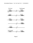 Intergenic Sites Between Conserved Genes in the Genome of Modified     Vaccinia Ankara (MVA) Vaccinia Virus diagram and image