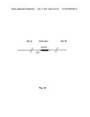 Intergenic Sites Between Conserved Genes in the Genome of Modified     Vaccinia Ankara (MVA) Vaccinia Virus diagram and image