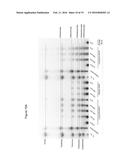 GLYCOSYL HYDROLASE XYLANASES, COMPOSITIONS AND METHODS OF USE FOR     EFFICIENT HYDROLYSIS AND PROCESSING OF XYLAN diagram and image