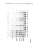 GLYCOSYL HYDROLASE XYLANASES, COMPOSITIONS AND METHODS OF USE FOR     EFFICIENT HYDROLYSIS AND PROCESSING OF XYLAN diagram and image