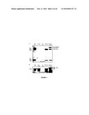 Method for the site-specific covalent cross-linking of antibodies to     surfaces diagram and image