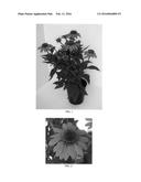 Echinacea plant named  Balsomador  diagram and image