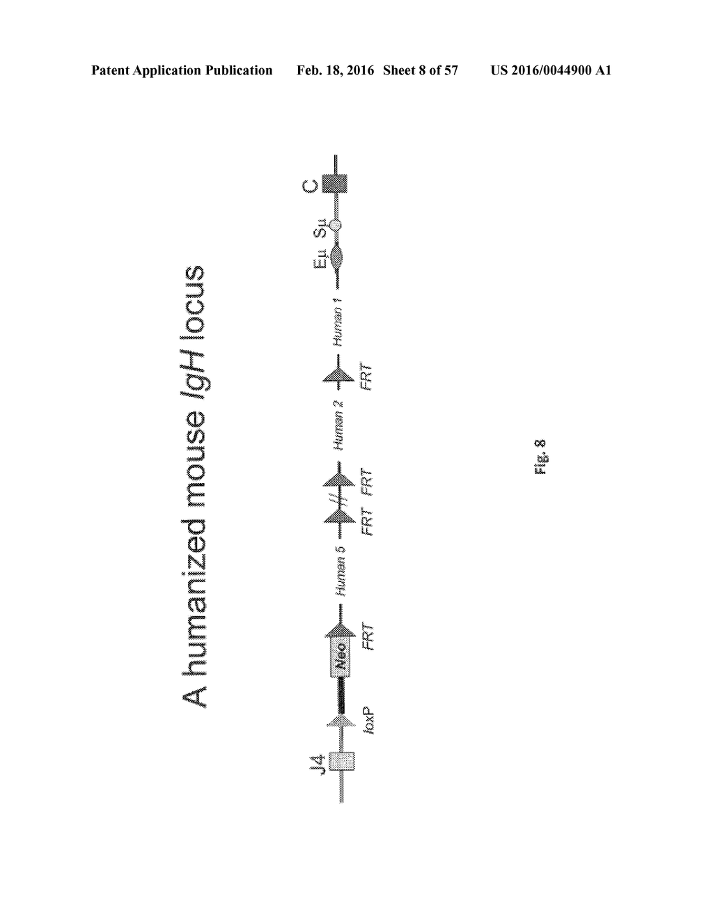 ANIMAL MODELS AND THERAPEUTIC MOLECULES - diagram, schematic, and image 09