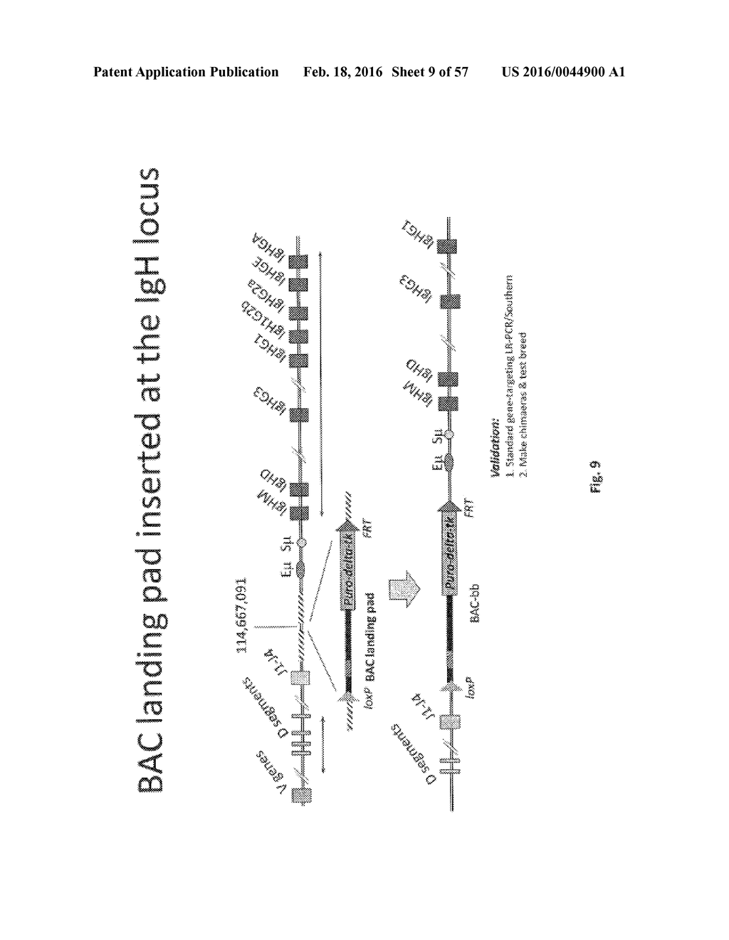 ANIMAL MODELS AND THERAPEUTIC MOLECULES - diagram, schematic, and image 10