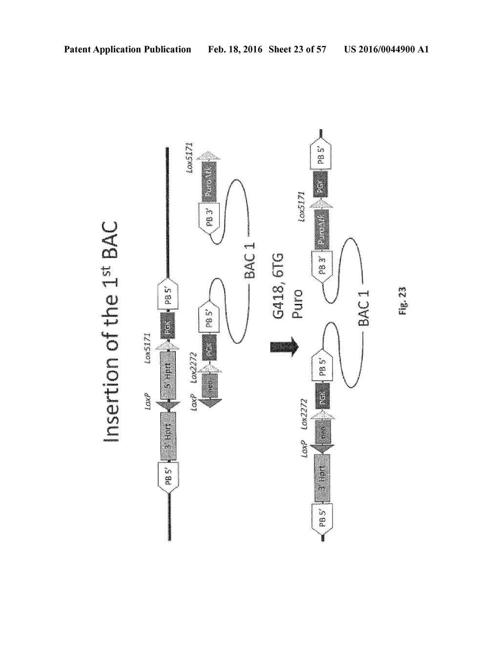 ANIMAL MODELS AND THERAPEUTIC MOLECULES - diagram, schematic, and image 24