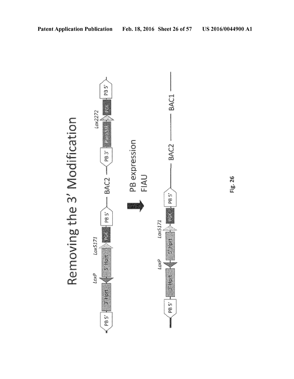 ANIMAL MODELS AND THERAPEUTIC MOLECULES - diagram, schematic, and image 27