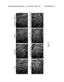 UROLITHIN B FOR MUSCLE GROWTH diagram and image