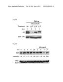 MINOXIDIL FOR SUPPRESSING ANDROGEN RECEPTOR FUNCTION diagram and image