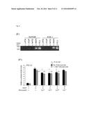 MINOXIDIL FOR SUPPRESSING ANDROGEN RECEPTOR FUNCTION diagram and image