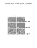 STABLE AMORPHOUS CALCIUM CARBONATE COMPRISING SYNTHETIC PHOSPHORYLATED     PEPTIDES diagram and image